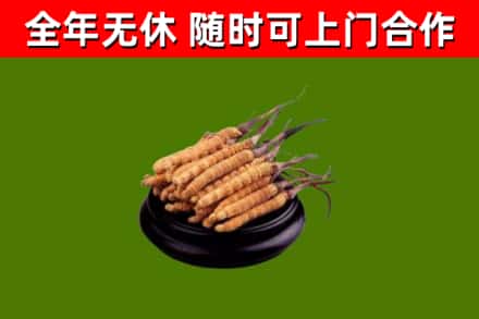 常州回收冬虫夏草