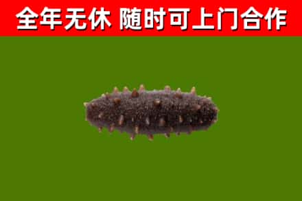 常州烟酒回收干海参.jpg